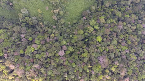 Vertical-view-of-deep-rainforest-in-Guiana-amazonian-Park-Saül